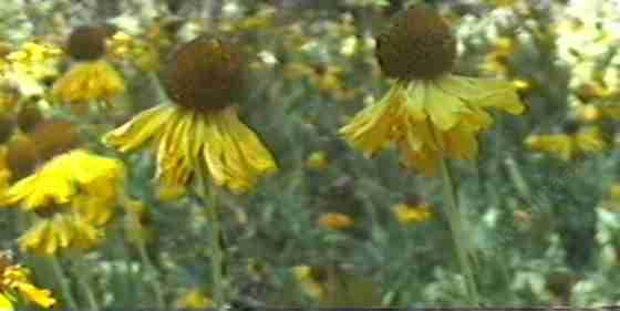 Sneezeweed,Helenium bigelovii, grows in meadows