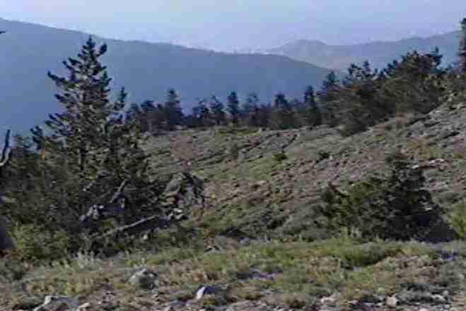 picture of subalpine forest