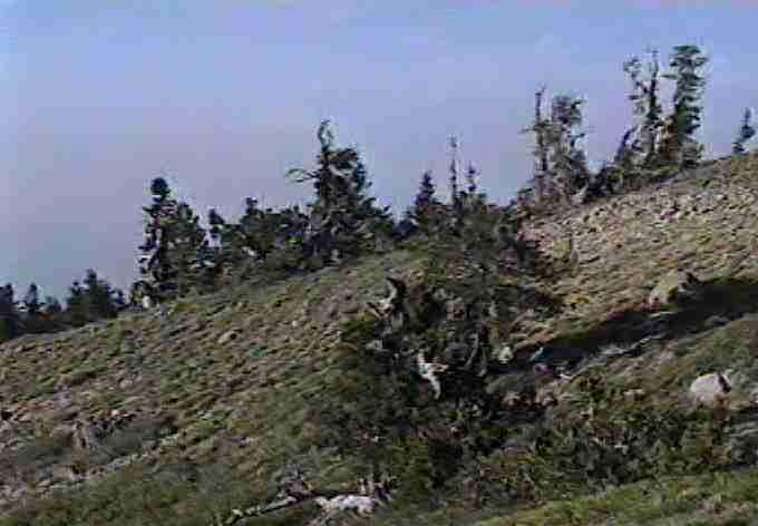 picture of subalpine forest
