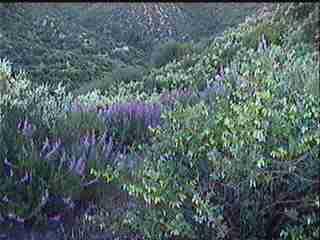 California chaparral in flower, with Whooly blue curls, Pitcher sage, and Chamise.