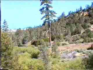 A lone Coulter Pine in a wetter spot amongst the Pinyon Juniper woodland.