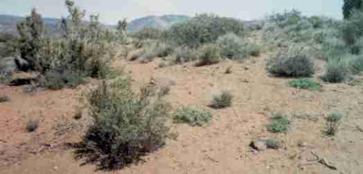 Notice there are no weeds in this Pinyon Juniper Woodland!