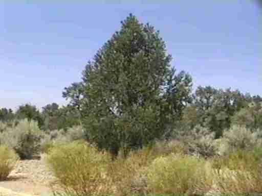 A Pinyon Pine on the West side of Mount Abel.