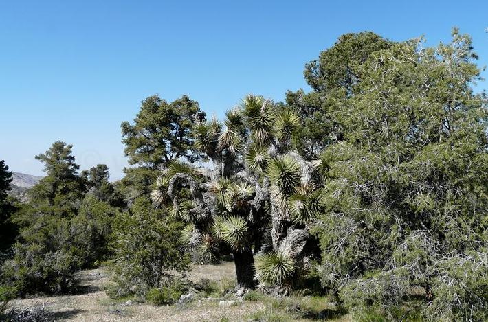 This is an area north of Big Bear where the Joshua tree woodland and Pinyon Juniper Woodland meet. Pinus monophylla,    Juniperus californica and Yucca breviflora. - grid24_24