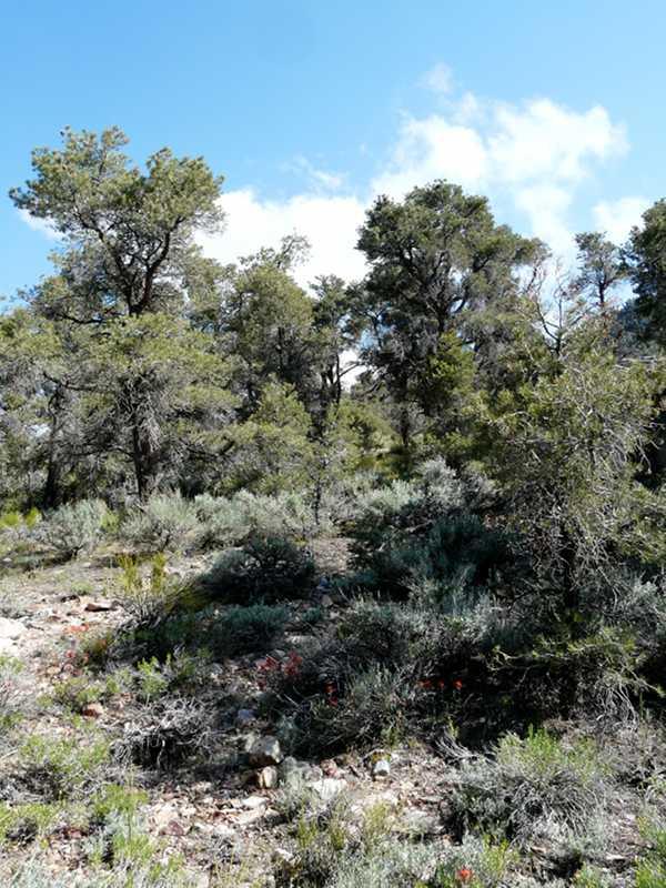 California is beautiful, the paintbrush plants add a little color to the Pinyon Juniper woodland.The green is a Ephedra, the gray is a Big basin Sage.