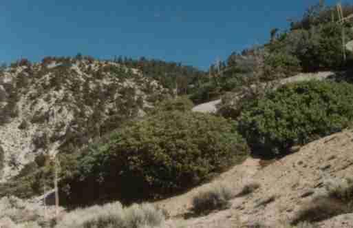  Pinyon Juniper woodland in Fraizer Park area