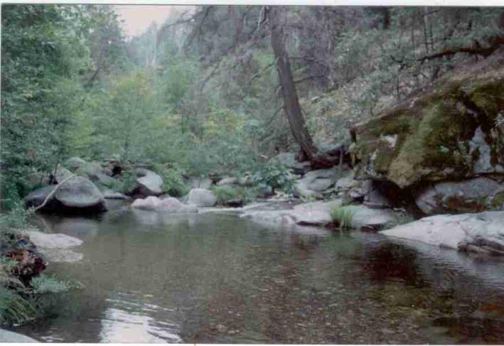 A mountain pond that was surrounded by Lilies.