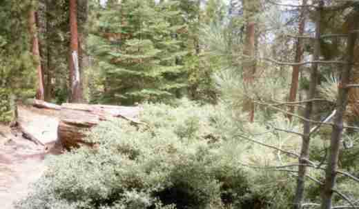 Mountain Whitethorn (Ceanothus cordulatus)  in the red fir forest plant community
