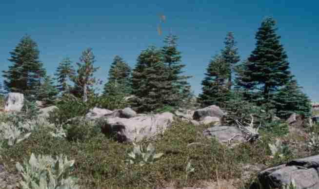 Greenleaf Manzanita (Arctostaphylos patula) in the california red fir forest plant community