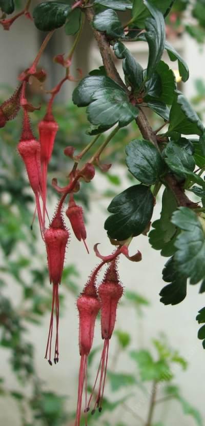 Fuchsia flowered gooseberry (Ribes speciosum) can be found in the closed coned pine forest.