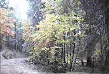 A mountain riparian forest can have Mountain Dogwood (Cornus nuttallii).