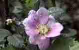 A Wood Rose in the redwood forest