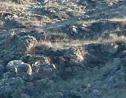 In some areas there exists nearly solid serpentinite soils. Where the conditions would normally dictate Coastal Sage Scrub you end up with a serpentine grassland