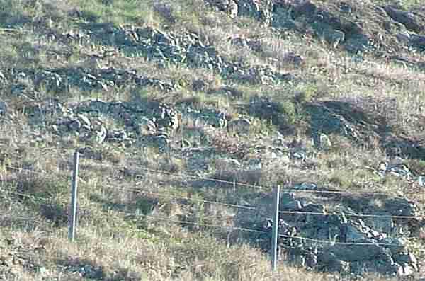 This picture of a serpentine grassland in the central coast ranges of California, adjacent to Chaparral, demonstrates the effect of this soil type on vegetation. 