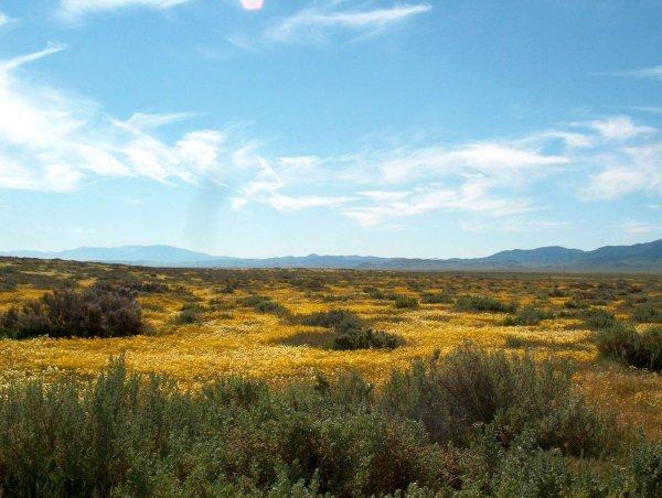 Carrizo Plains shadscale community,(those tall plants are Atriplex spinosa, not bunch grass)