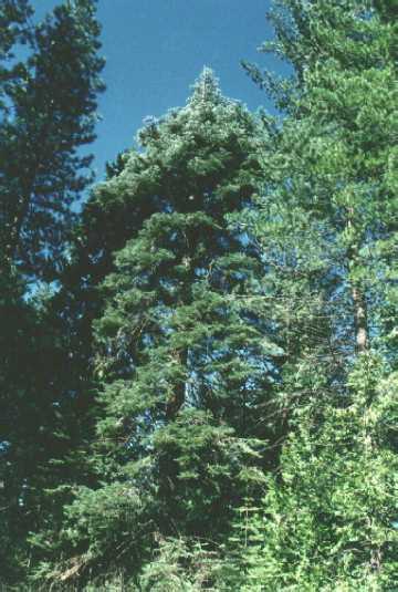 A baby douglas fir.