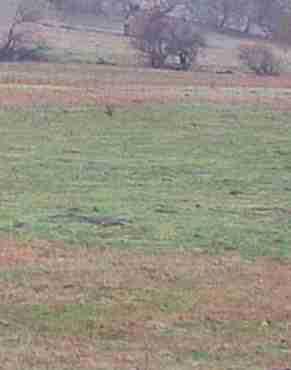 We define Freshwater Marsh as a marshy area that you can sometimes wade through and is not covered with winter snow