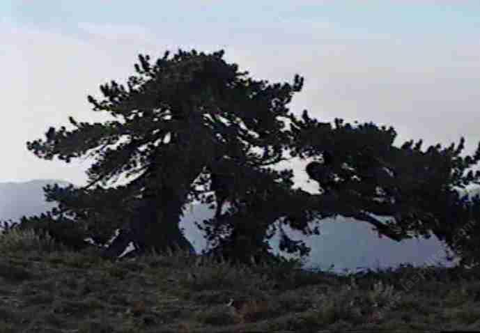 pine in subalpine forest