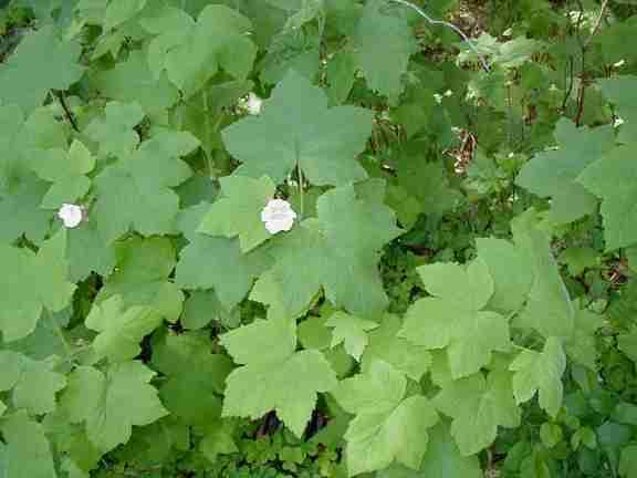 Redwood understory with thimbleberry and Oxalis