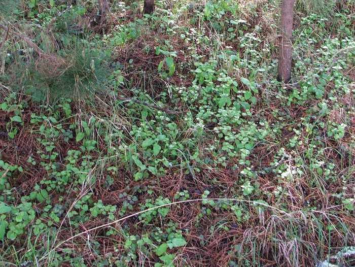 Yerba Buena (Satureja douglasii) growing under Monterey pines near Monterey. It is mixed in with a native grass and  Hedge nettle ( Stachys sp). Notice! Lots of leaf litter. Yerba buena will be more lawn like if it gets a little more sun. It is really happy under oaks and pines.
