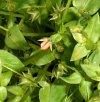 This weed you'll commonly find in overwatered rentals.