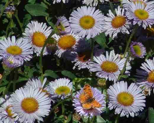 For a small strip between a lawn and a walk way, Wayne Roderick's plant is a wonderful groundcover.