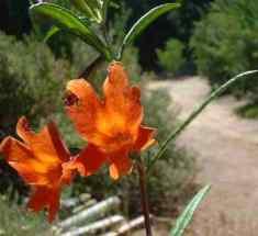 monkey flowers are Ok for a deer garden  as long as you don't water them