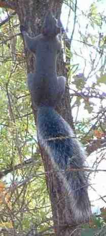 this tree squirrel makes it look easy