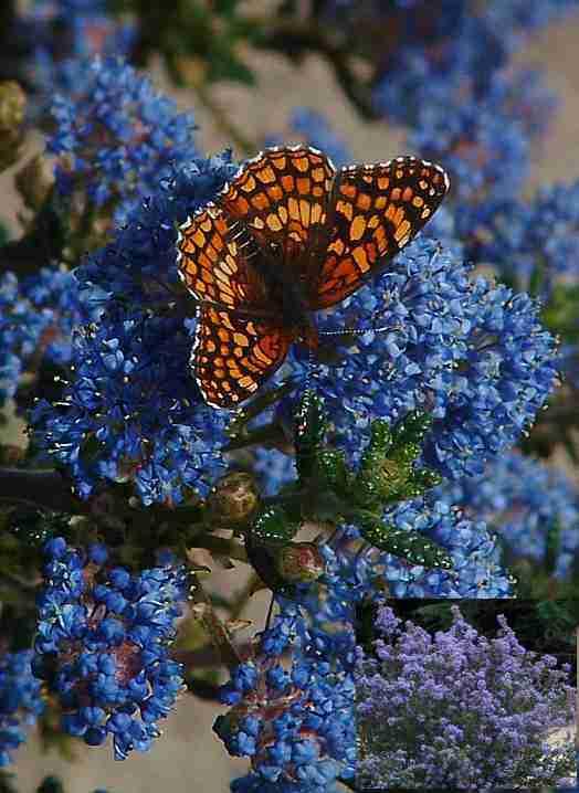 This checkerspot butterfly and Ceanothus Julia Phelps flower were taken with a Fuji Finepix3800 digital camera