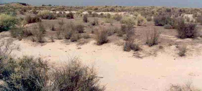 The alkali sink plant community has a very high soil pH, and no organice mulch.
