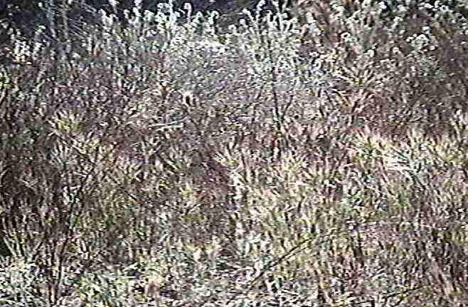 A sandy area before weed control.