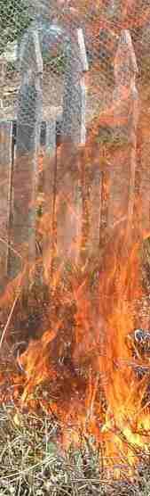 most non-native plants burn better than our California natives