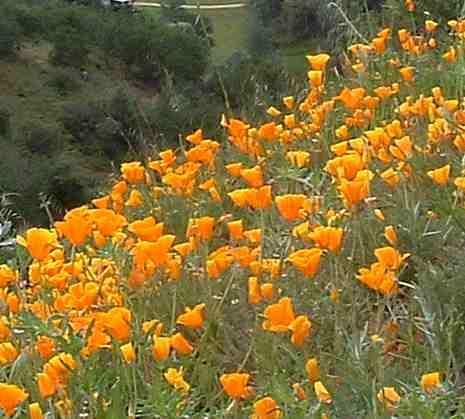 california poppy field. California Wildflower Seed and