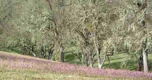 Shooting stars are a delicate purple wildflower that likes clay soil.