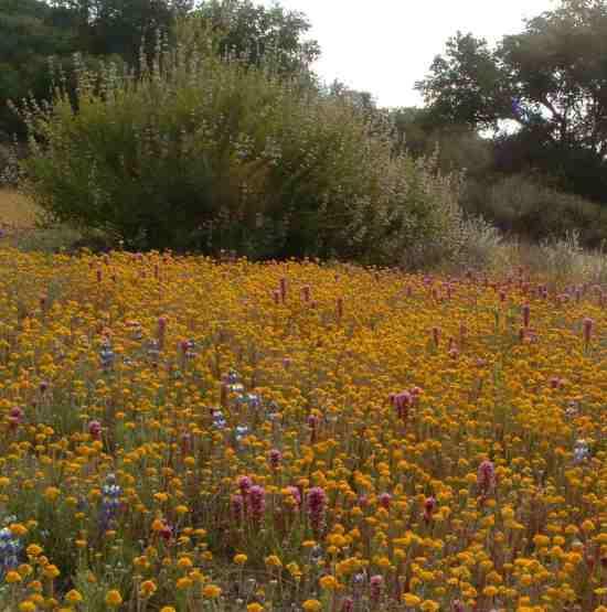 A slope of decomposed granite, where invasive weeds were controlled with herbicides, wildflowers thrive in the spring and summer.