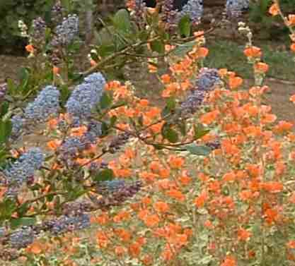 The western plants that are native in the mountains where they get summer thunder showers can be brought east as long as you do not fertilize and do not overwater