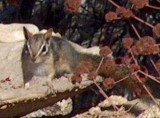 Chipmunks are cute.