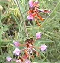 Clarkia unguiculata tolerates part sun, full shade, sand, clay,and deer.