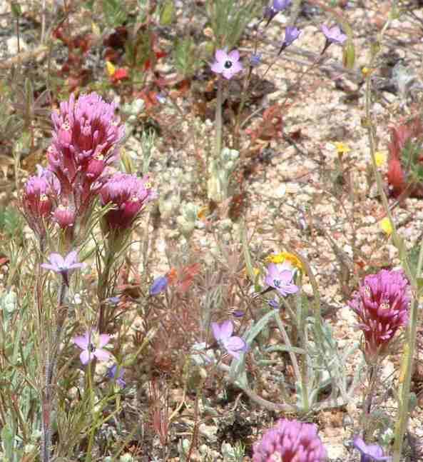 Gila, Owls Clover, and  lots of other interesting California wildflowers, nestle in a clean opening in the chaparral.