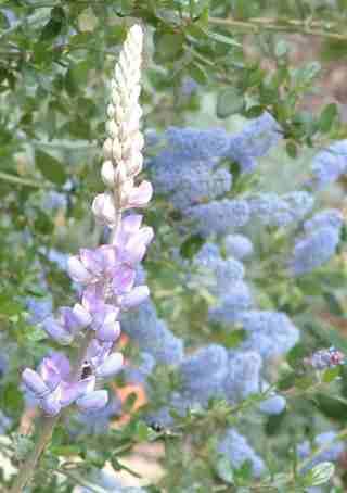 Lupinus excubitus and Ceanohtus L.T. Blue seem to be happy with each other.