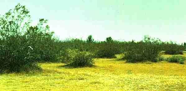 Our deserts bloom in early spring.