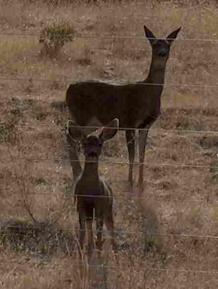 even the cute deer eat your plants