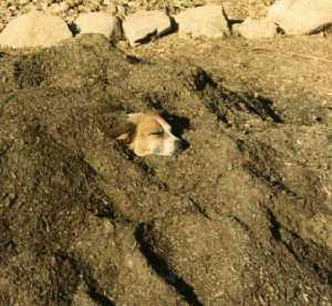 dog naping in the soil pile.
