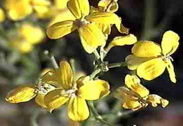 Some the native wallflowers behave kind of like a ruderal.