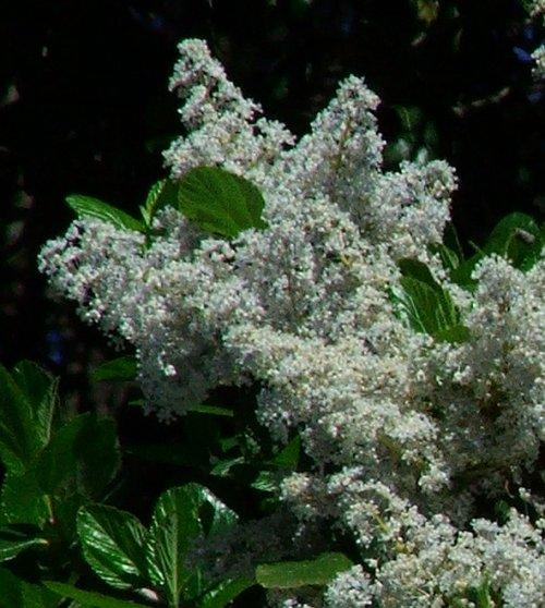 Photograph of a Ceanothus arboreus with an ISO setting of 200 and an F value of 9 with a Fuji S5100