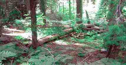 Mulch is very important to a native system