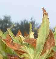Many of the plants in the nurseries look like this if there is a late hard frost.