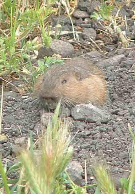 Gophers and weeds go together. If you have gopher problems, get rid of the weeds!