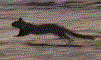 ground squirls are nasty garden pests