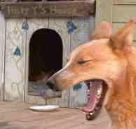Harry Potter's other names are put put, bad dog, or dingo poodle.